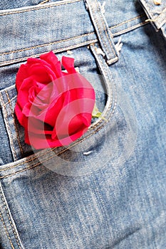 Red rose in a jean pocket for Valentine& x27;s day concept