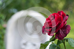 Red rose and Jesus sacred heart statue