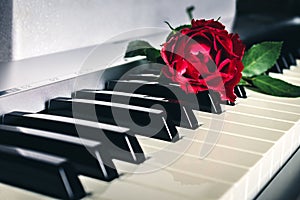 Red rose on keyboard of the digital piano