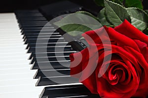 Red rose on keyboard of the electronic synth on black background