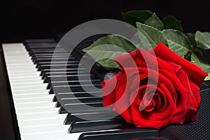 Red rose on keyboard of the synth on black background