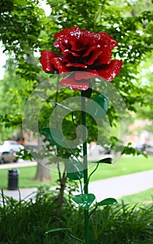 Red rose of Lancaster with blurred background