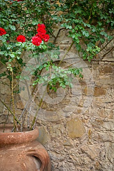 Red rose in large clay pot outdoors on stone wall