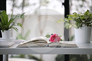 Red rose lay on opened notebook and plant pots