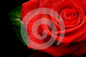 Red rose and leaf 2