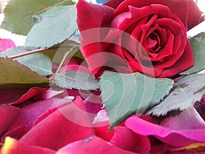 Red rose with leafs and textured background wallpaper