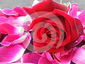 Red rose with leafs and textured background wallpaper