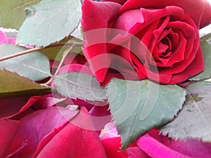 Red rose with leafs and textured background wallpaper