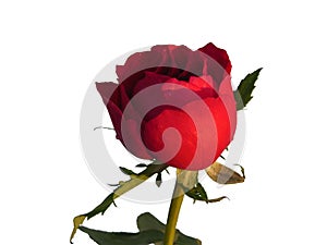 Red rose with leafs water droplet isolated on white background
