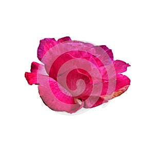 Red rose without leaves delicate flower branch, cutout object for decor, design, invitations, cards, soft focus