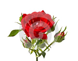 Red rose with leaves and rose buds, Blooming rose isolated on white background, with clipping path