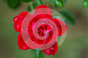 Red rose and leaves of a rosebush with rain drops in a close up view
