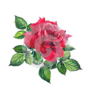 Red rose with leaves. Watercolor for wedding, save date card