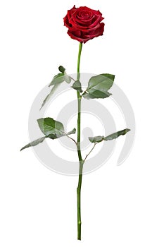 Red rose, long stem