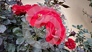 The red rose with loose petal