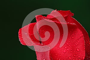 Red rose with lots of water drops