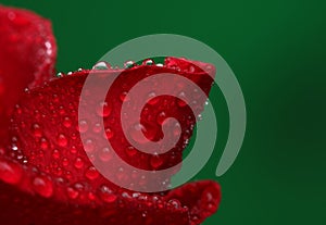 Red rose with lots of water drops