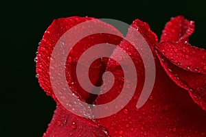 Red rose with lots of water drops.