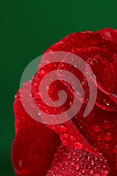 Red rose with lots of water drops.
