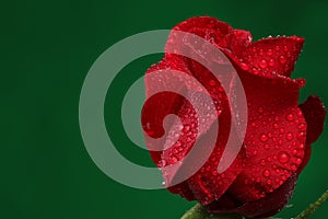 Red rose with lots of water drops.