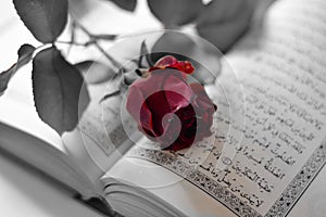 A red rose of love over the open Koran