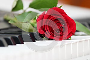 Red rose lying on piano