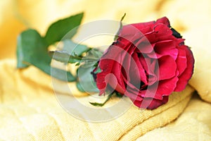 Red rose lying on yellow background. Floral concept background. Beauty in fragility concept. Nature backgrounds for card design.