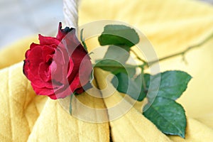 Red rose lying on yellow background. Floral concept background. Beauty in fragility concept. Nature backgrounds for card design.