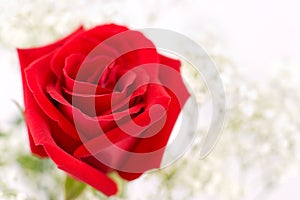 Červená ruža makro 