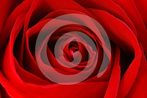 Red Rose Macro