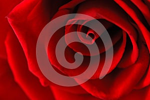 Red rose - macro, abstract