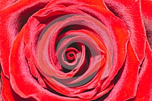 Red rose macro. beautiful flower close up