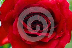 Red rose macro, flower petals close-up on sunny day in garden outdoors. Selective soft focus