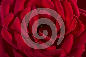 Red rose macro, garden bush flower. Close-up with a shallow depth of field