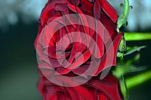 Red rose in mirror reflection.