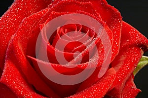 Red rose with moisture