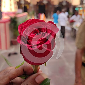 Red Rose mother`s day gift photo