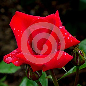 Red Rose. Nakanoshima Rose garden. Osaka. Japan