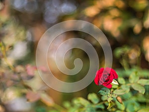 Red rose in natural garden