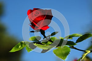 Red Rose in Nature photo