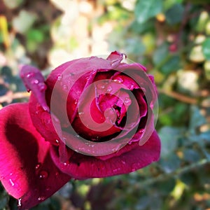 Red rose nature flowers