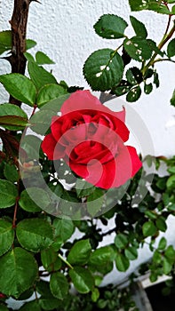 Red rose nature love gardenplant