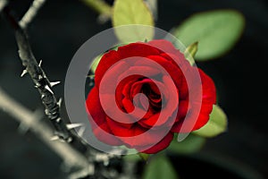 Red rose next to thorny stem