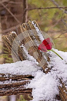 Red Rose On An Old Farm Fence