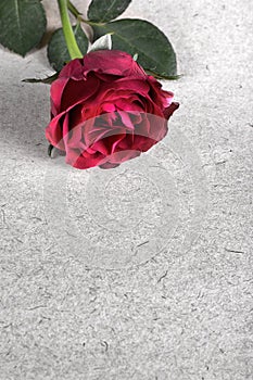 Red Rose on Old Paper