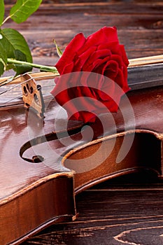 Red rose on old violin, vertical image.