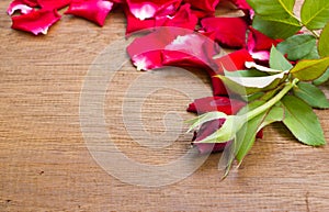 Rosa roja sobre el viejo madera lámina 