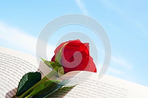 Red rose in an open book