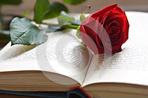Red rose on opened book