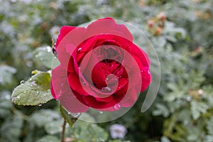 Red rose opening with raindrop